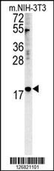 NPM3 Antibody (N-term)