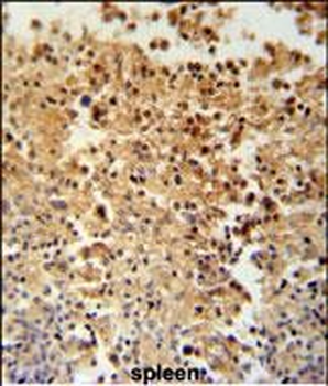 STAMBPL1 Antibody (Center)