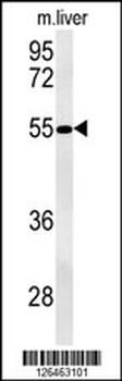 NPAL3 Antibody (N-term)