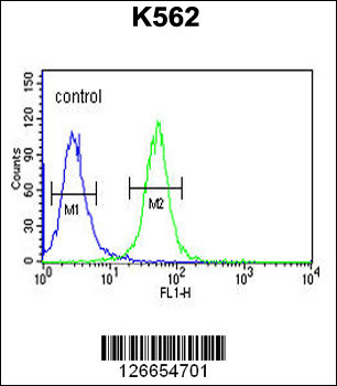 WDR73 Antibody (N-term)