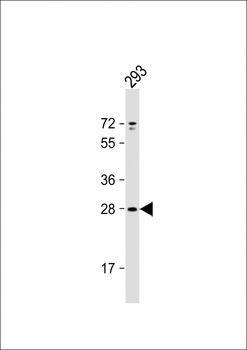 UNC50 Antibody (N-term)