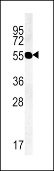TMM79 Antibody (C-term)