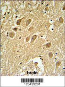 SCRN1 Antibody (N-term)