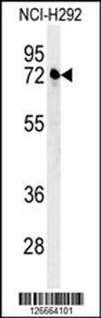 KLHL24 Antibody (Center)