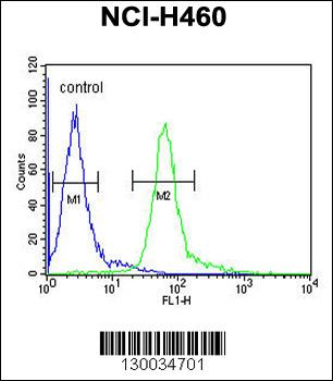 HIST1H1B Antibody (N-term)