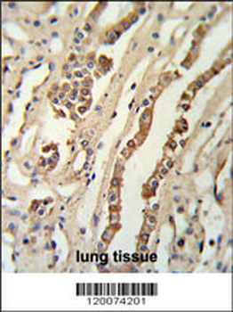 GMNN Antibody (Center Y111)