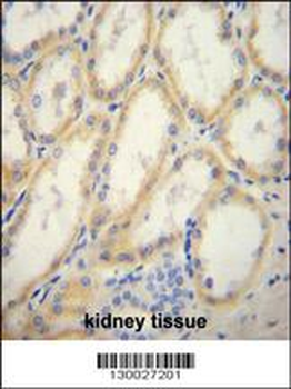 G6PC Antibody (Center)
