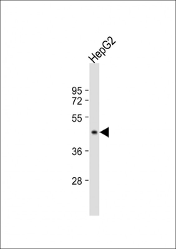 G6PC Antibody (Center)