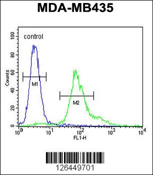 ERO1LB Antibody (C-term)