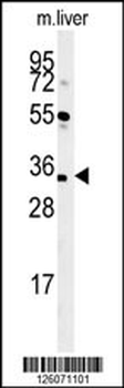CU056 Antibody (C-term)