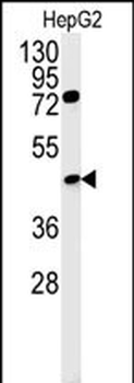 CT054 Antibody (Center)