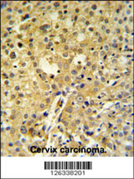 C2orf49 Antibody (N-term)