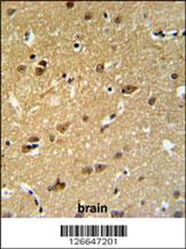 EMC10 Antibody (N-term)