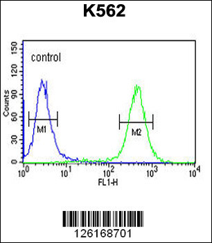 ATP4B Antibody (N-term)