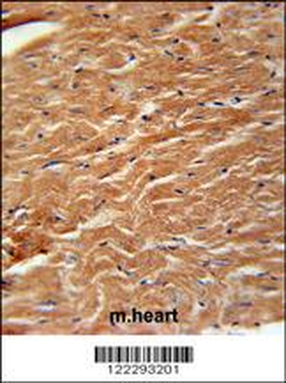 COPZ2 Antibody (C-term)