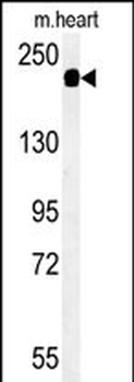 SAMD9L Antibody (C-term)