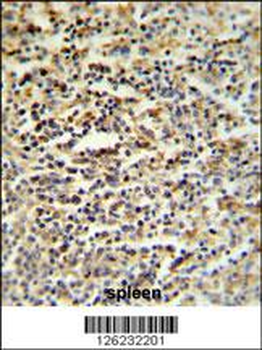 SGF29 Antibody (C-term)