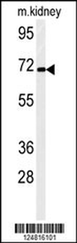 FA40B Antibody (N-term)