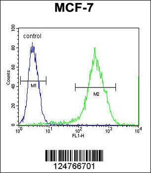 RT33 Antibody (C-term)