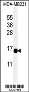 CXCL9 Antibody (C-term)