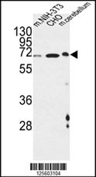 CREBL1 Antibody (C-term)