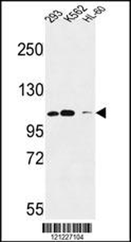 Roundabout 4 Antibody (N-term)