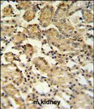 XBP1 Antibody (Center)