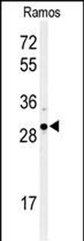 XBP1 Antibody (Center)