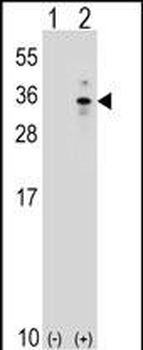 XBP1 Antibody (Center)