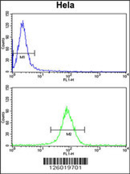 NAT13 Antibody (C-term)