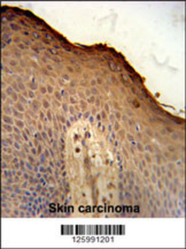 ISM1 Antibody (C-term)