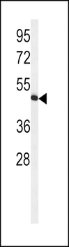 HVCN1 Antibody (N-term)