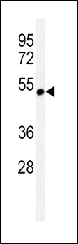 CHRNA3 Antibody (N-term)