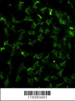 CA9 Antibody (Center)