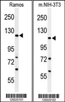ARHGAP30 Antibody (C-term)