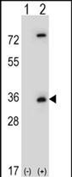 CASP3(Asp175) Antibody