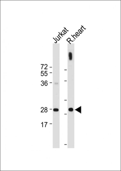 CASP3(Asp175) Antibody