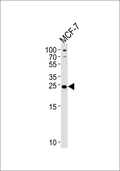 PTPLB Antibody (C-term)