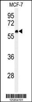 FA20A Antibody (N-term)