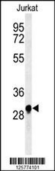 ANR49 Antibody (Center)