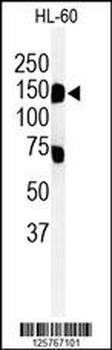 T131L Antibody (C-term)