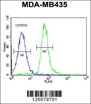RRAGD Antibody (Center)