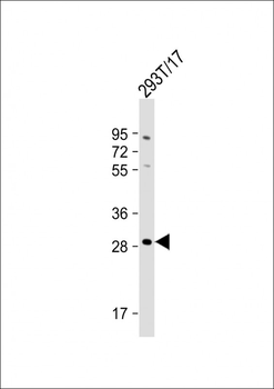 RRAGD Antibody (Center)