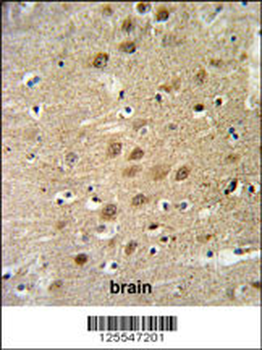 KCNG3 Antibody (N-term)