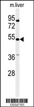 KCNG3 Antibody (N-term)
