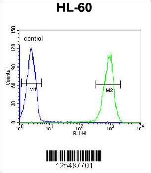 MACOI Antibody (N-term)