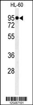 MACOI Antibody (N-term)