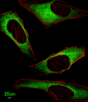 ITPA Antibody (N-term)