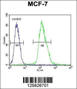 MFAP4 Antibody (C-term)