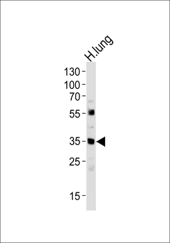 MFAP4 Antibody (C-term)